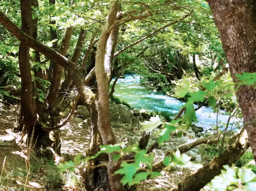 A river is seen through the forest in Greece.