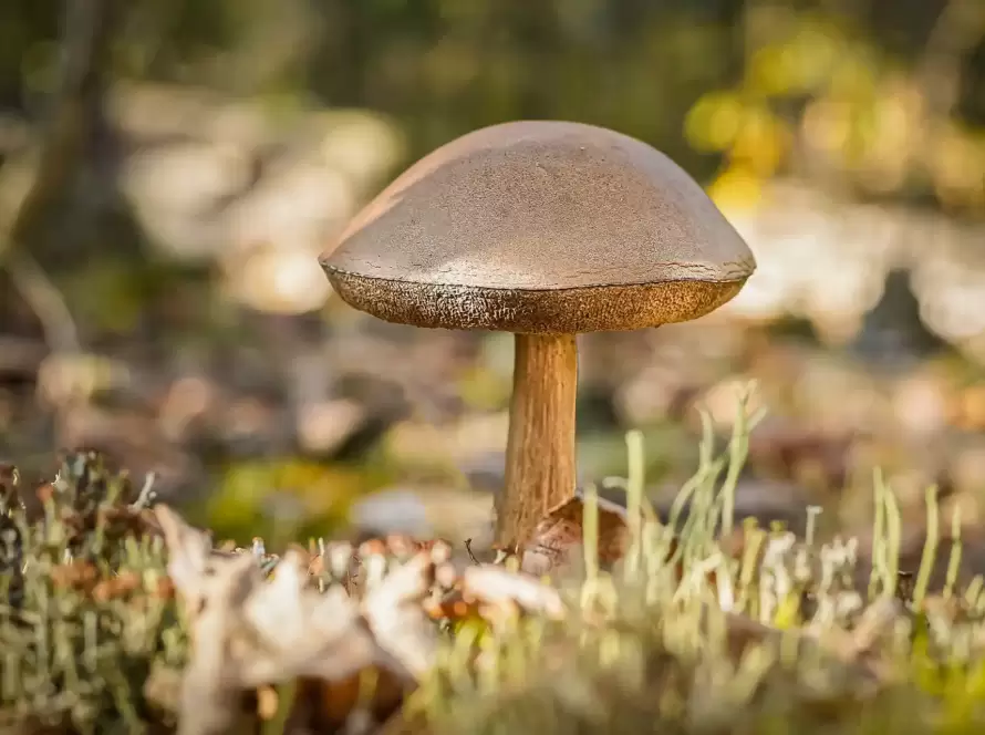 A closeup of a wild mushroom