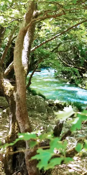A river is seen through the forest in Greece.